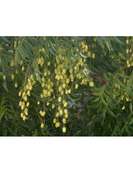 1  Neem tree Plant (Azadirachta indica) Neem tree for sale REAL From mexico Nursery