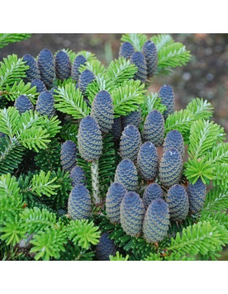 1 Abeto de korea (Abies koreana) Muy rara conifera Importada -