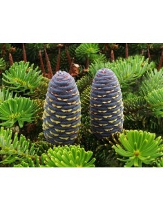 1 Abies koreana live plant - Seedlings for sale Rare from Mexico 2