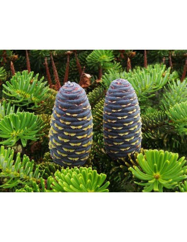 1 Abeto de korea (Abies koreana) Muy rara conifera Importada -