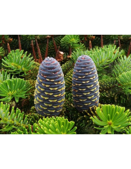 1 Abeto de korea (Abies koreana) Muy rara conifera Importada -