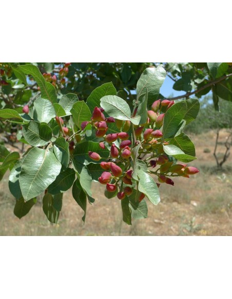 1 Arbolito de Pistacho - Pistacia vera L. Venta en Mexico -  Pistacho Antep y kerman Vivero en Mexico.