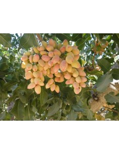 1 Pistachio tree - Pistacia vera L. ''Antep'' pistachios for sale SEEDLINGS ORDER