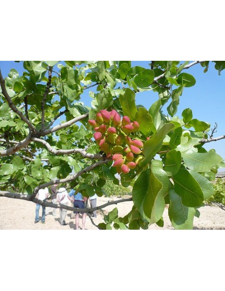 1 Arbolito de Pistacho - Pistacia vera L. Venta en Mexico -  Pistacho Antep y kerman Vivero en Mexico.