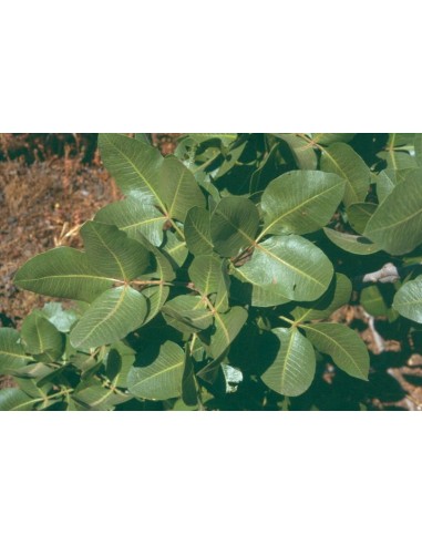 1 Arbolito de Pistacho - Pistacia vera L. Venta en Mexico -  Pistacho Antep y kerman Vivero en Mexico.