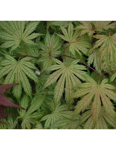 1 ''Ariadne'' Two year grafted tree - Acer palmatum tree nursery From Mexico