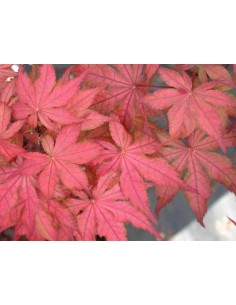 1 ''Ariadne'' Two year grafted tree - Acer palmatum tree nursery From Mexico 2
