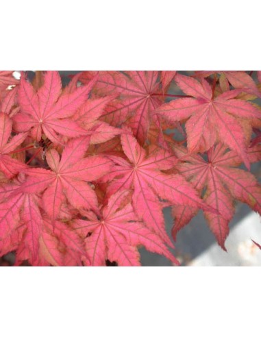 1 Arce Japones  ''Ariadne'' Acer palmatum - Arbolitos injertados de importacion. Bonsais Mexico unicos!
