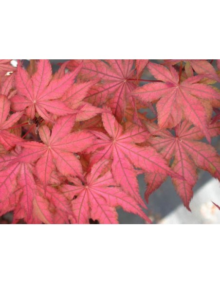 1 Arce Japones  ''Ariadne'' Acer palmatum - Arbolitos injertados de importacion. Bonsais Mexico unicos!