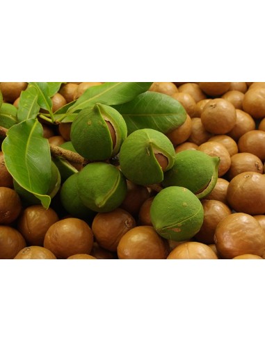 1 Arbol de Nuez de macadamia - Macadamia Integrifolia -Arbol exotico Vivero