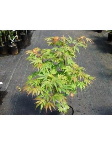 1 ''Ariadne'' Two year grafted tree - Acer palmatum tree nursery From Mexico