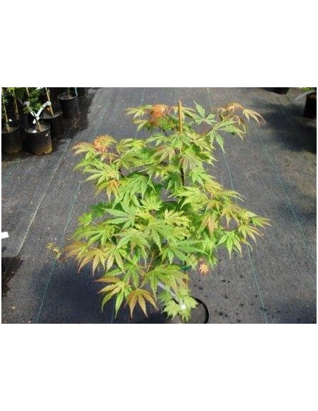 1 Arce Japones  ''Ariadne'' Acer palmatum - Arbolitos injertados de importacion. Bonsais Mexico unicos!