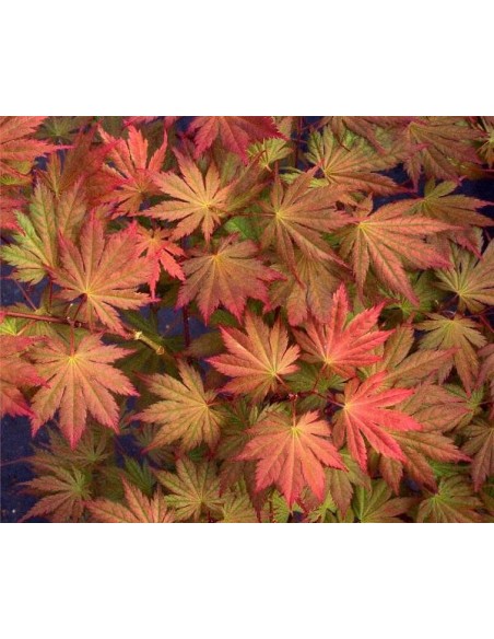 1 Arce Japones  ''Ariadne'' Acer palmatum - Arbolitos injertados de importacion. Bonsais Mexico unicos!