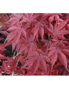 1 Arce Japones ''Emperor'' I Acer palmatum Mexico  - Vendemos Arboles de Maple exoticos y raros Unicos. 2