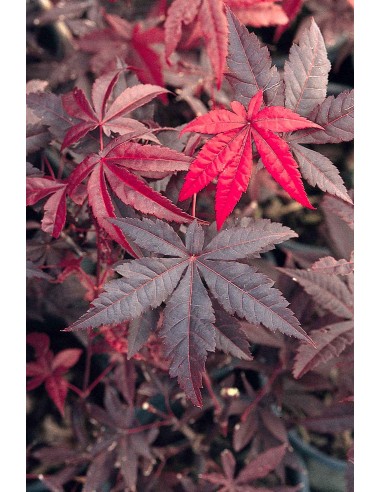 1 Arce Japones ''Emperor'' I Acer palmatum Mexico  - Vendemos Arboles de Maple exoticos y raros Unicos.