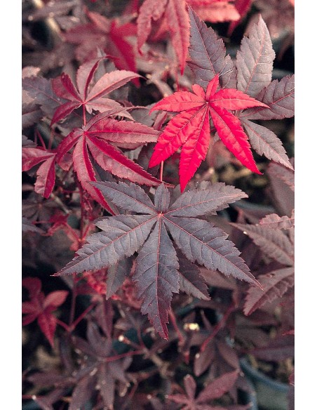 1 Arce Japones ''Emperor'' I Acer palmatum Mexico  - Vendemos Arboles de Maple exoticos y raros Unicos.