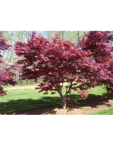 1 Arce Japones ''Emperor'' I Acer palmatum Mexico  - Vendemos Arboles de Maple exoticos y raros Unicos.