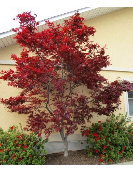1 Acer palmatum ''EMPEROR I'' Red japanese maple for sale - Grafted