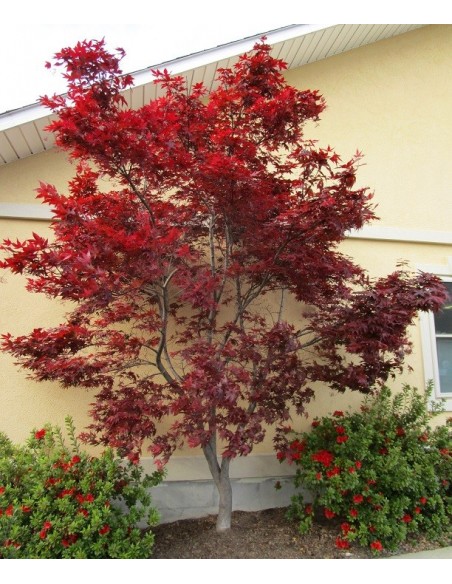 1 Arce Japones ''Emperor'' I Acer palmatum Mexico  - Vendemos Arboles de Maple exoticos y raros Unicos.