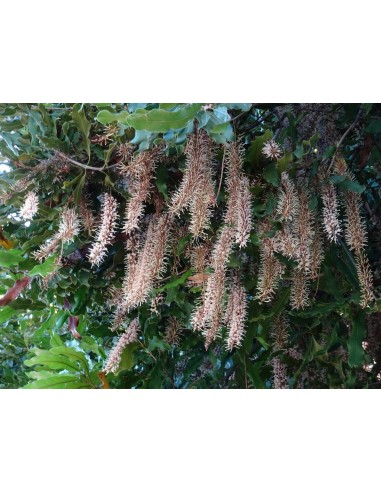 1 Arbol de Nuez de macadamia - Macadamia Integrifolia -Arbol exotico Vivero