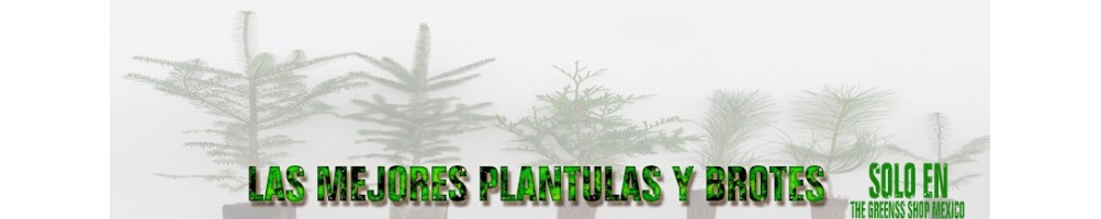 Plantulas y germinados