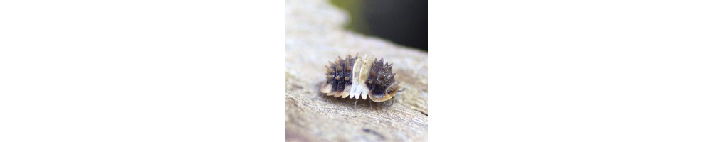 Isopods, Roaches and More from Mexico / Rare critters worldwide shipping available