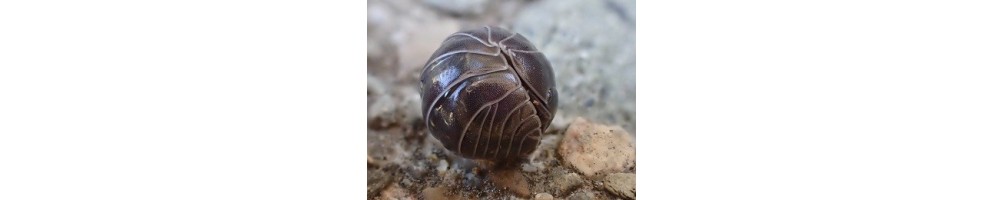 ARMADILLIDIUM PODS